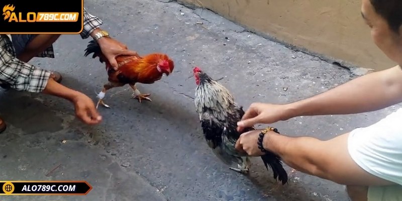 Mọi người nên áp dụng lựa chọn thời điểm cược chuẩn
